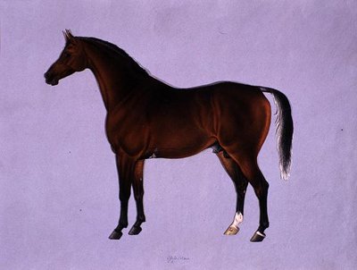 Oppidan, ca. 1840 von Shaik Muhammad Amir of Karraya