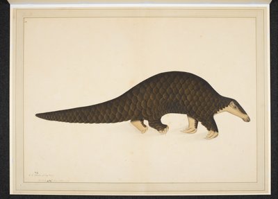 Pangolin oder Schuppentier von Shaikh Zain ud Din (fl.1777 83)