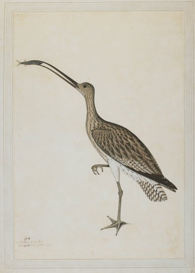 Östlicher Brachvogel verschlingt einen Schlammspringer von Shaikh Zain ud Din (fl.1777 83)