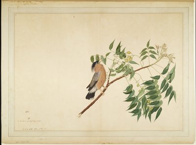 Brahminenstar auf Neembaumzweig, Folio aus einer Serie, die von Lady Impey in Auftrag gegeben wurde, 1780 von Shaikh Zain ud Din