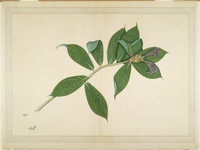 Krepp-Ingwer-Pflanze, Folio aus einer Serie, die von Lady Impey in Auftrag gegeben wurde, ca. 1780 von Shaikh Zain ud Din