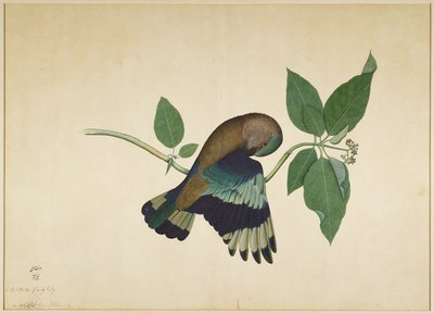 Indischer Roller auf Sandelholzast, Folio aus einer Serie, die von Lady Impey in Auftrag gegeben wurde, 1779 von Shaikh Zain ud Din