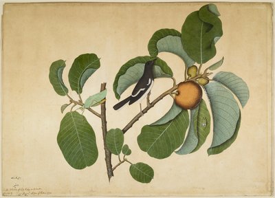 Orientalische Elsterdrossel mit Laubheuschrecke und Blattläufer auf Monkey-Jack-Zweig, Folio aus einer Serie, die von Lady Impey in Auftrag gegeben wurde, 1778 von Shaikh Zain ud Din