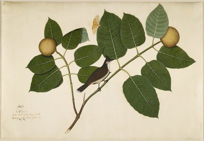 Rotwangenbülbül und Aganais-Ficus-Motte auf Kadamba-Zweig, Folio aus einer Serie, in Auftrag gegeben von Lady Impey, 1777 von Shaikh Zain ud Din