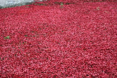 Blood Swept Lands and Seas of Red, Tower of London, 2014 von Sheldon Marshall