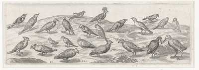 Landschaft mit verschiedenen Vogelarten
Vögel und Insekten (Serientitel) von Simon Frisius