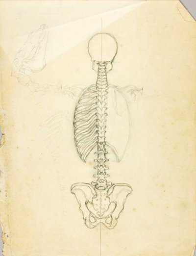 Anatomiestudie von Solon H. Borglum