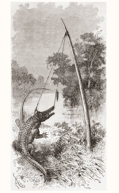 Eine Alligatorfalle am Oyapock- oder Oiapoque-Fluss, der die Grenze zwischen Französisch-Guayana und Brasilien bildet von Spanish School