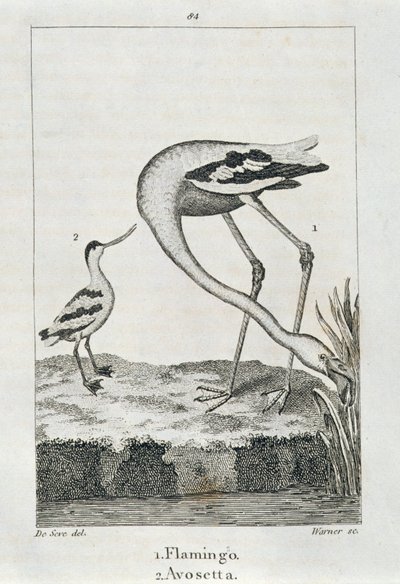 Flamingo und Avosetta, aus 