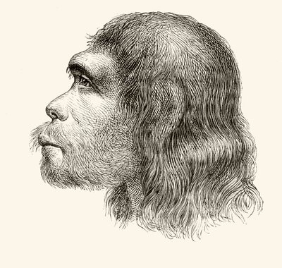 Kopf eines Neandertalers, aus 
