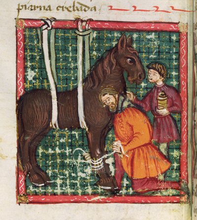 Ms 214 fol.31v Behandlung eines gebrochenen Mittelhandknochens eines Pferdes, aus Libro de Menescalcia y Albeyteria von Juan Alvarez, ca. 1390 von Spanish School