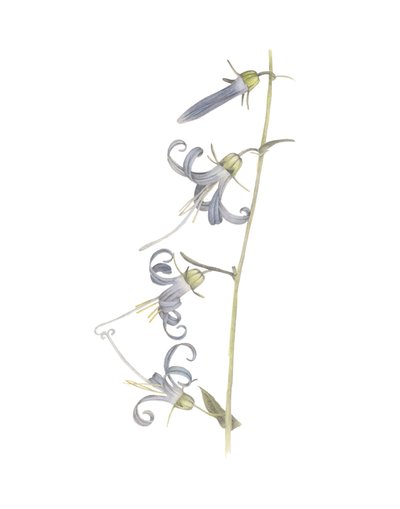 Kalifornische Glockenblume von Stacy Hsu