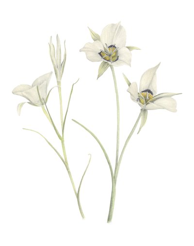 Mariposa-Lilie von Stacy Hsu