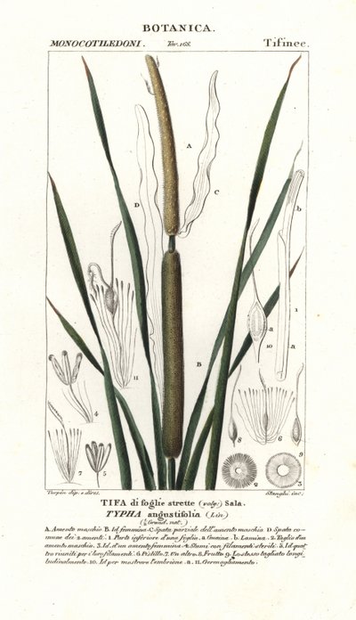 Schmalblättriger Rohrkolben, Typha angustifolia von Stanghi Stanghi