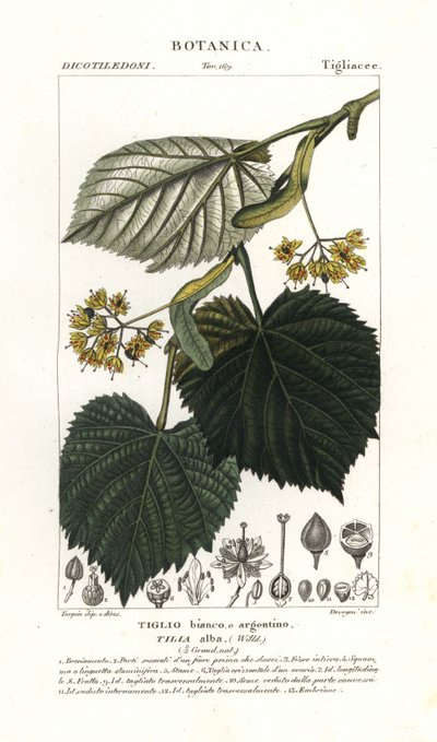 Lindenbaum, Tilia alba von Stanghi Stanghi