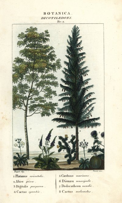 Bergahorn, Silberfichte, Fingerhut, Feigenkaktus, etc. von Stanghi Stanghi