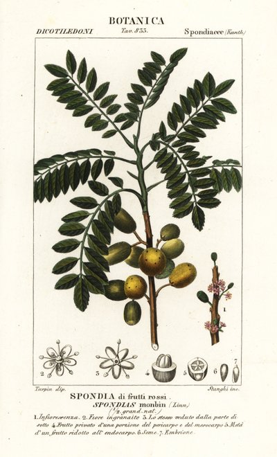 Gelbe Mombin oder Hog-Pflaume, Spondias monbin von Stanghi Stanghi