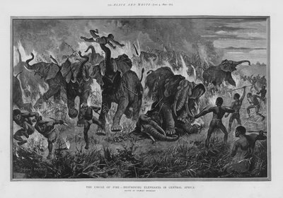 Der Feuerkreis - Elefantenvernichtung in Zentralafrika von Stanley (after) Berkeley