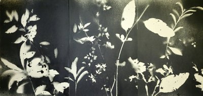 Ätherische Botanische Silhouetten von Stefano Mazzolini