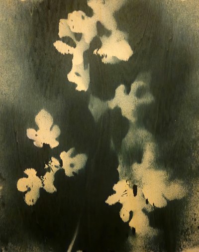 Indigo Botanische Studie von Stefano Mazzolini