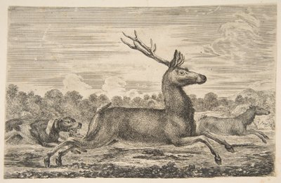 Hunde jagen einen Hirsch und eine Hirschkuh, ca. 1654 von Stefano della Bella