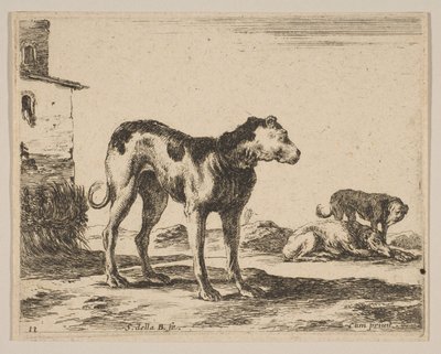 Platte 11: Hunde, aus Verschiedene Tiere Diversi animali von Stefano della Bella
