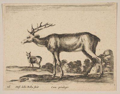 Tafel 16: Hirsch, aus Verschiedene Tiere Diversi animali, ca. 1641 von Stefano della Bella