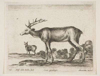 Hirsch, aus Verschiedene Tiere Diversi animali, ca. 1641 von Stefano della Bella