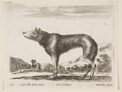 Tafel 20: Wolf, aus Verschiedene Tiere Diversi animali, ca. 1641 von Stefano della Bella