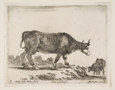Platte 7: Ochse, aus Verschiedene Tiere Diversi animali von Stefano della Bella