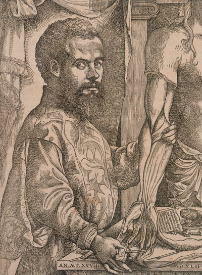 Andreas Vesalius seziert die Muskeln des Unterarms eines Kadavers von Steven van Calcar