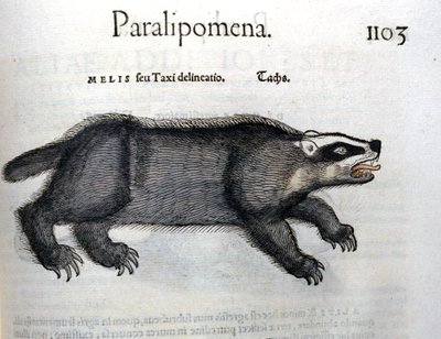 Dachs, Illustration aus 