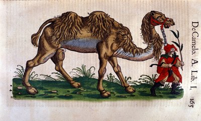 Darstellung eines Kamels, Illustration aus 
