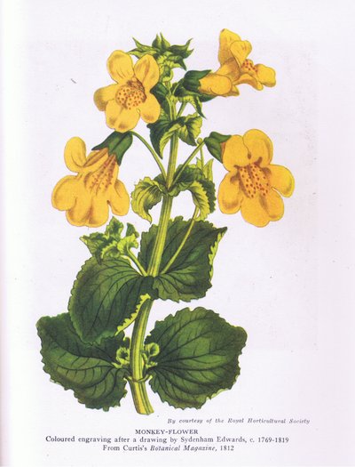 Affe Blume, Natur in Großbritannien veröffentlicht von Collins 1946 (Farblitho) von Sydenham Teast (after) Edwards
