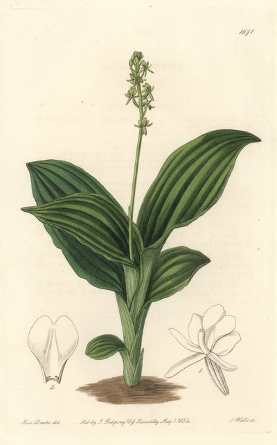Afrikanische Liparis-Orchidee von Sydenham Teast Edwards