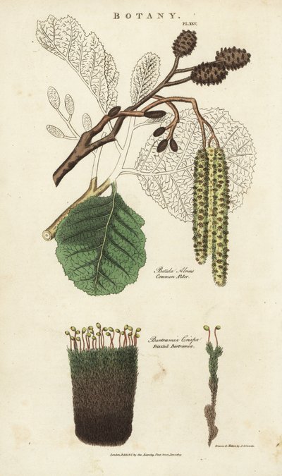 Erle und Moosvarietät (Kupferstich) von Sydenham Teast Edwards