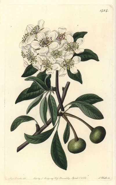 Mandelblättrige Birne, Pyrus amygdaliformis von Sydenham Teast Edwards