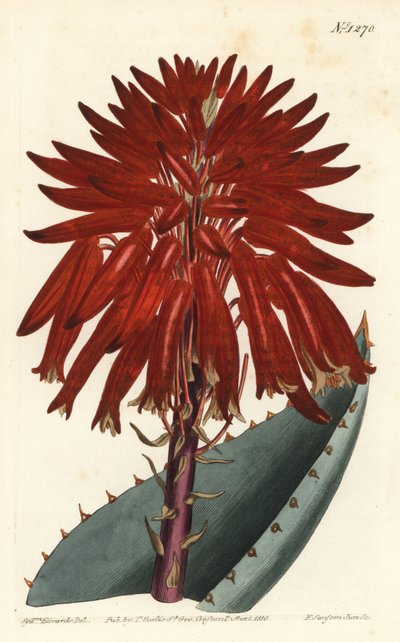 Schutthaufen-Aloe, Aloe perfoliata (Mitra-Aloe, Aloe mitraeformis) von Sydenham Teast Edwards