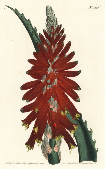 Baum-Aloe, Aloe arborescens von Sydenham Teast Edwards