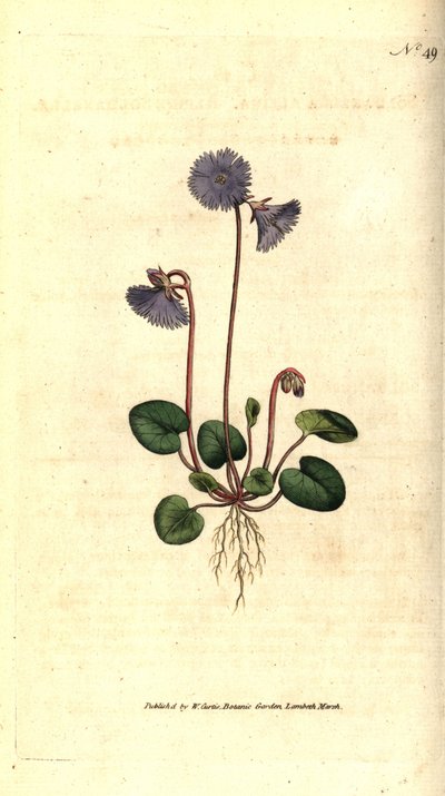 Alpine Soldanelle, Soldanella alpina von Sydenham Teast Edwards