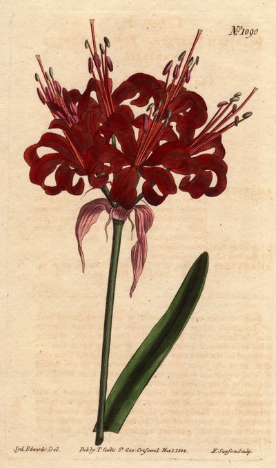 Amaryllis in Mohnfarbe, mit dunkelroten Blüten, die aus einem einzigen Stängel blühen. Ursprünglich aus dem Kap der Guten Hoffnung (Südafrika). Mohnfarbene Amaryllis, mit tiefroten Blüten, die aus einem einzigen Stängel blühen. Einheimisch am Kap der Guten von Sydenham Teast Edwards