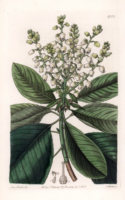 Amerikanischer Erdbeerbaum von Sydenham Teast Edwards