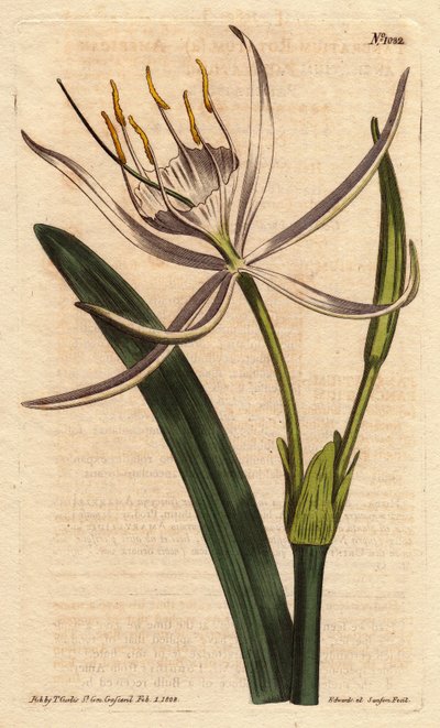 Amerikanisches Pancratium mit duftenden weißen Blüten, Pancratium rotatum von Sydenham Teast Edwards