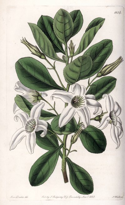 Anthocercis Varietät, heimisch in Australien (Tafel) von Sydenham Teast Edwards