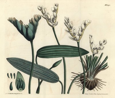 Duftender Aponogeton - Kap-Teichlebermoos, Aponogeton distachyos (Gabelblütiger Aponogeton, Aponogeton distachyon). Handkolorierter Kupferstich von F. Sansom Jr. nach einer Illustration von Sydenham Edwards aus William Curtis