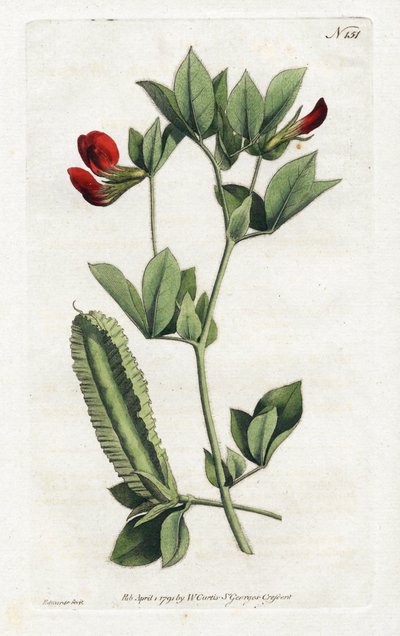 Spargel-Erbsen - Lithographie von Sydenham Edwards (1768-1819), Tafel aus William Curtis