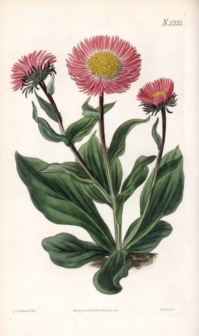 Aster Variete - Feinstrahliger Sternwurz, Aster alwartensis, heimisch im Kaukasus. Handkolorierte Kupferstichgravur von Weddell nach einer Illustration von Sydenham Edwards aus Samuel Curtis