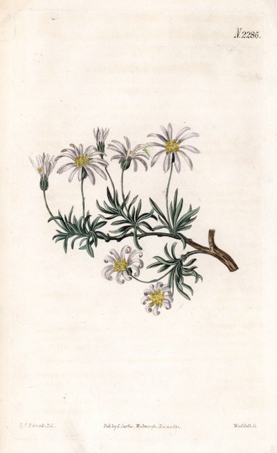 Strauch-Aster, Felicia fruticosa (Strauch-Sternblume, Aster fruticulosus) von Sydenham Teast Edwards