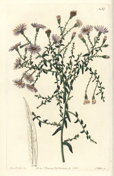 New Yorker Aster, Symphyotrichum dumosum von Sydenham Teast Edwards