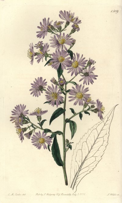 Rispen-Aster von Sydenham Teast Edwards